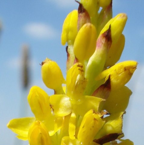 Disa woodii bracts and buds